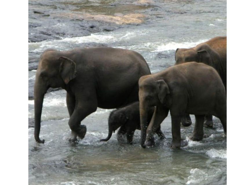 Kandy to Pinnawala Orphanage and Ambuluwawa Guided Day Tours - Workshops, spices, and shopping stops