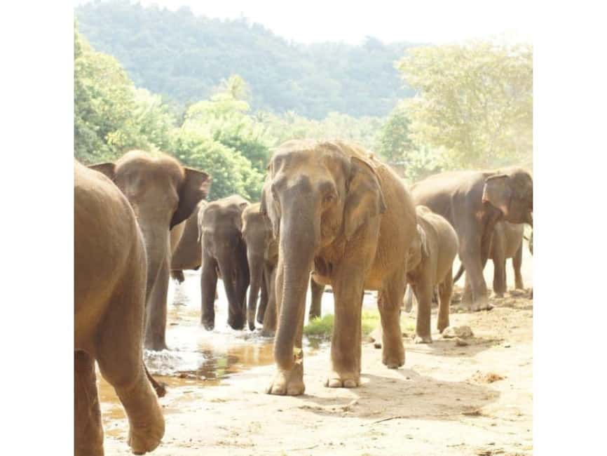 Kandy to Pinnawala Orphanage and Ambuluwawa Guided Day Tours - Kandy viewpoints, temples, and evening culture