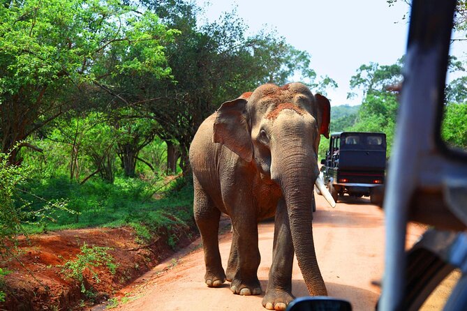 Kandy to Sigiriya and Dambulla Safari Day Tour - A one-hour jeep safari near Sigiriya