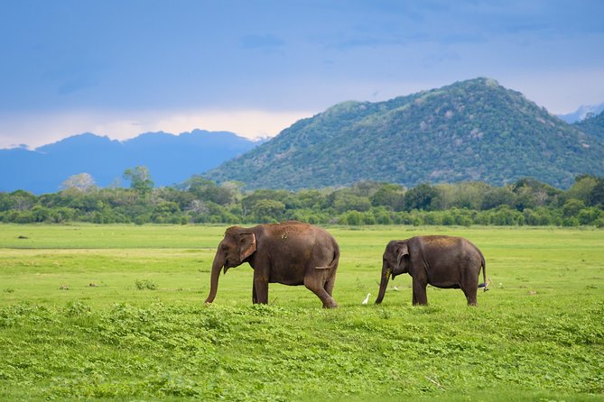 Kandy to Trincomalee Shuttle & Safari Drive - Four hours in the open safari jeep