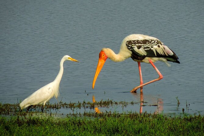 Kandy to Trincomalee Shuttle & Safari Drive - The transfer value at $100 per person