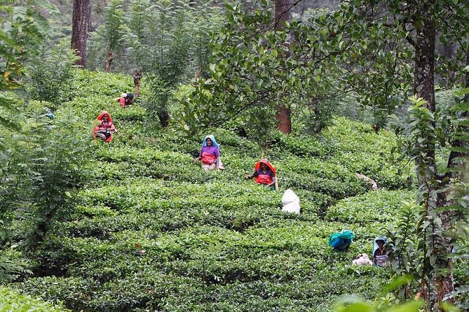 kandy waterfalls day tour - Roshan’s personal style is part of the experience