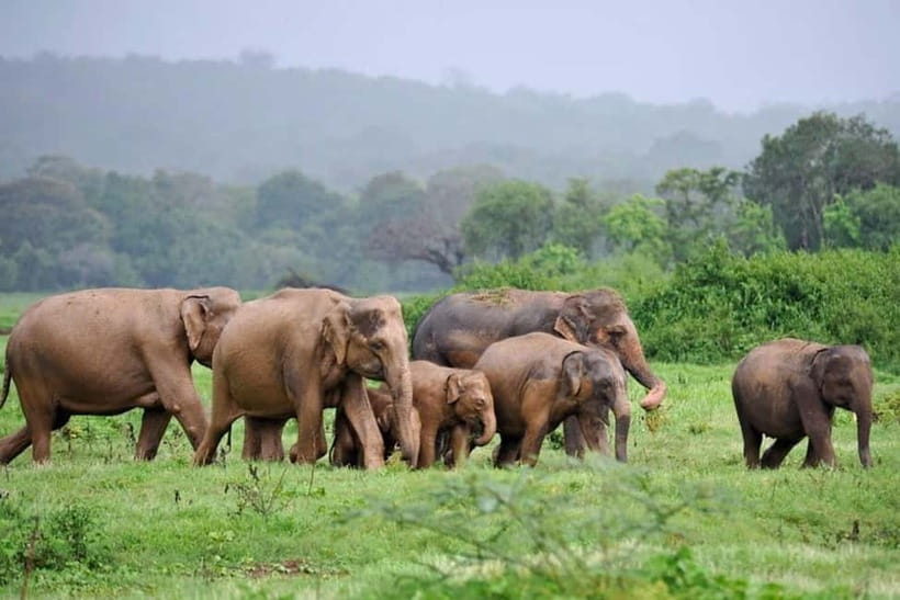 Kaudulla National Park Half-Day Safari with Expert - The reservoir and the elephant gathering