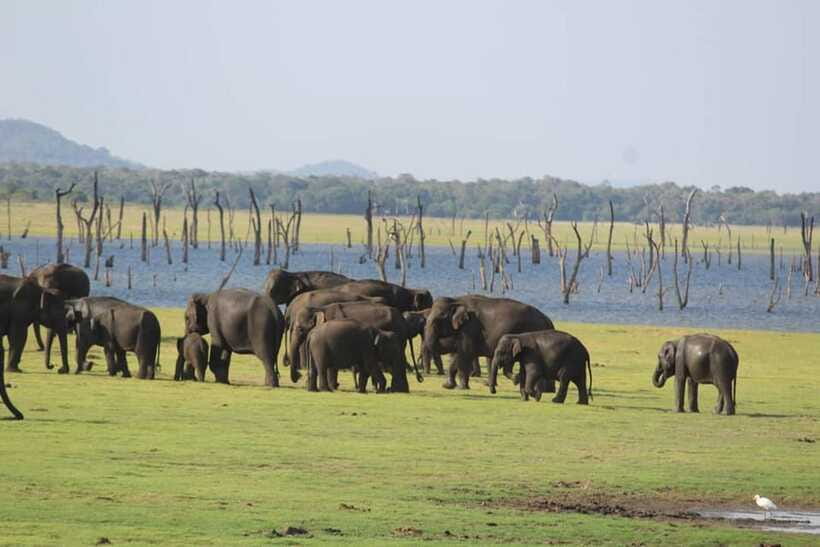 Kaudulla National Park Half-Day Safari with Expert - What the four-hour schedule really means