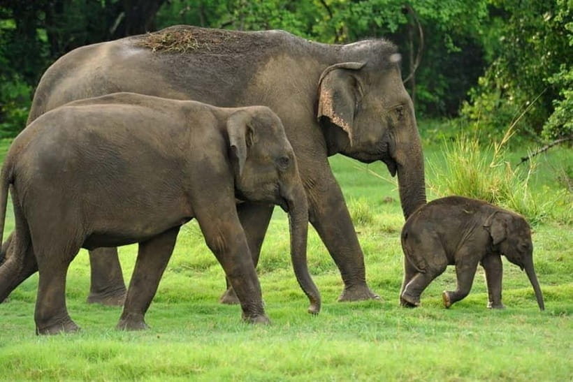 Kaudulla National Park Half-Day Safari with Expert - Comfort, safety, and practical preparation
