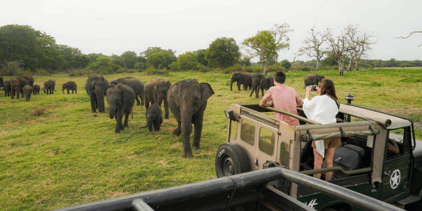 Kaudulla National Park Half Day Sri Lanka Jeep Safari - Why Kaudulla works so well for an afternoon safari