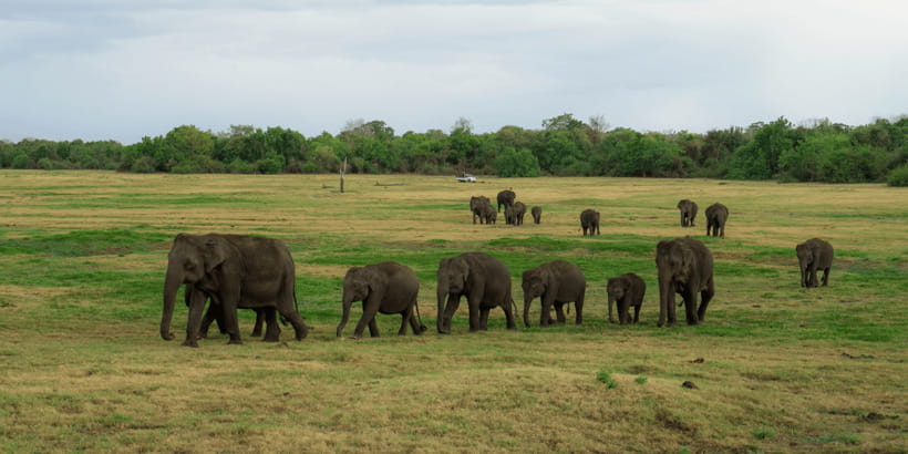 Kaudulla National Park Half Day Sri Lanka Jeep Safari - FAQ