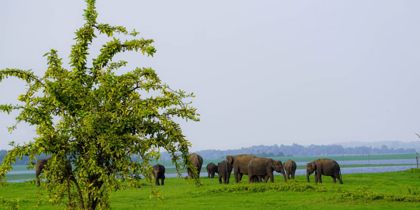 Kaudulla National Park Half Day Sri Lanka Jeep Safari - From Sigiriya to the park in a private jeep