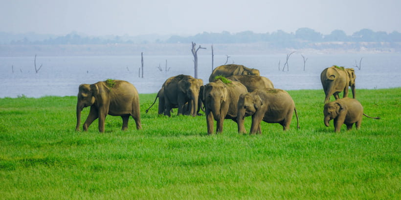 Kaudulla National Park Half Day Sri Lanka Jeep Safari - More than elephants: what else you might see