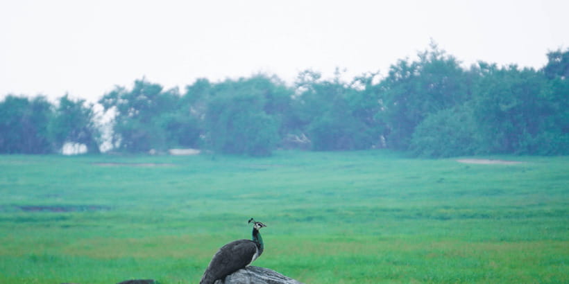 Kaudulla National Park Half Day Sri Lanka Jeep Safari - Crowds, park changes, and the reality of safari timing