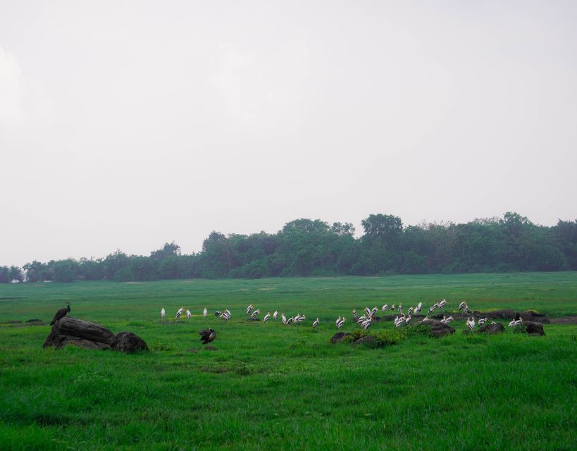 Kaudulla National Park Half Day Sri Lanka Jeep Safari - Is the $39 price good value?