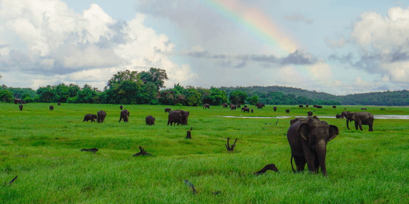 Kaudulla National Park Half Day Sri Lanka Jeep Safari - Guides make the difference