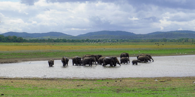 Kaudulla National Park Half Day Sri Lanka Jeep Safari - Who should book this safari?