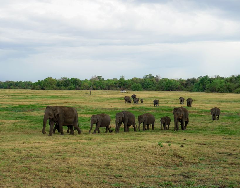 Kaudulla National Park Half Day Sri Lanka Jeep Safari - Should you book the Kaudulla safari?