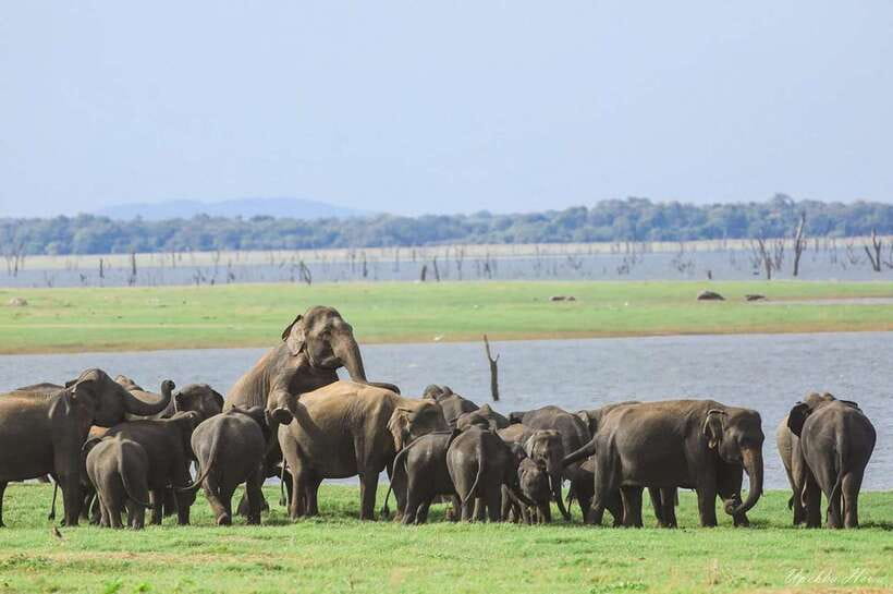 Kaudulla National Park Private Elephant & Wildlife Safari - Booking details worth knowing