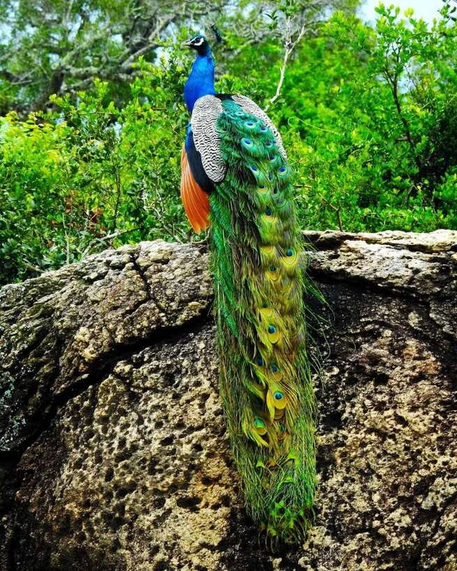 Kaudulla National Park Private Elephant & Wildlife Safari - How the four hours usually feel