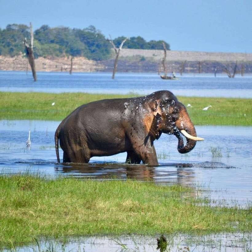 Kaudulla National Park Private Elephant & Wildlife Safari - Who will enjoy this safari most