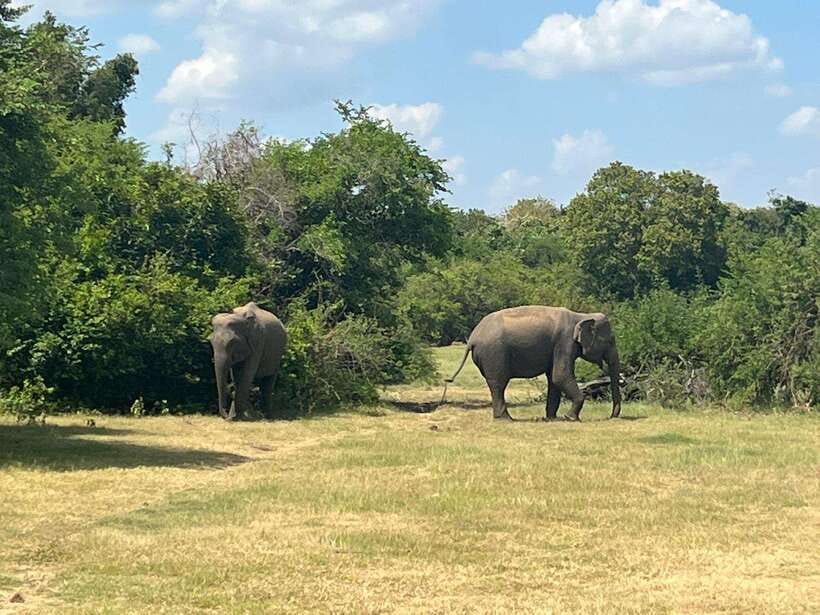 Kaudulla National Park: Private Safari - Why Kaudulla’s reservoir is the star attraction