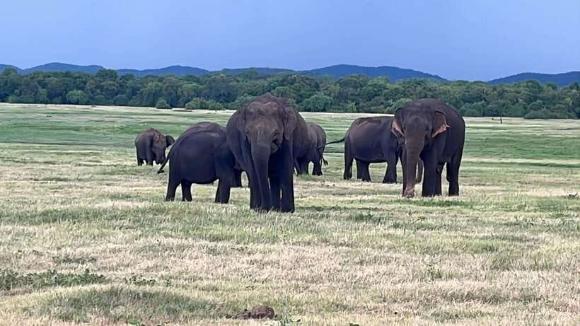 Kaudulla National Park: Private Safari - Starting in Habarana and reaching the park gate