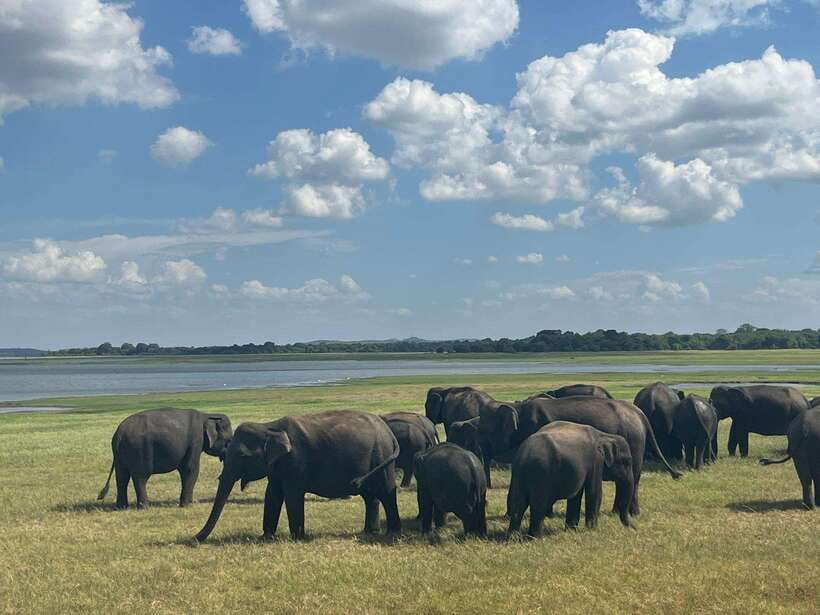 Kaudulla National Park: Private Safari - The animals you are most likely to see