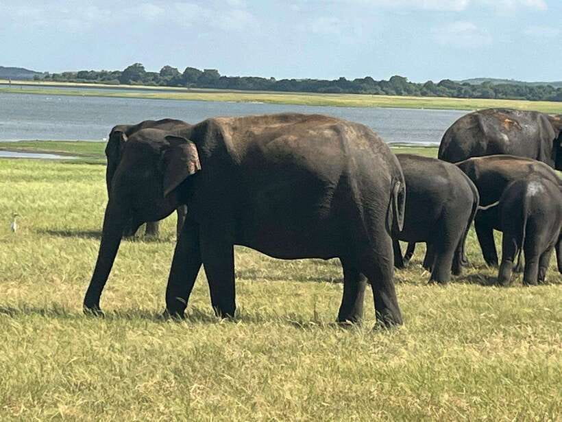 Kaudulla National Park: Private Safari - What to pack for the jeep