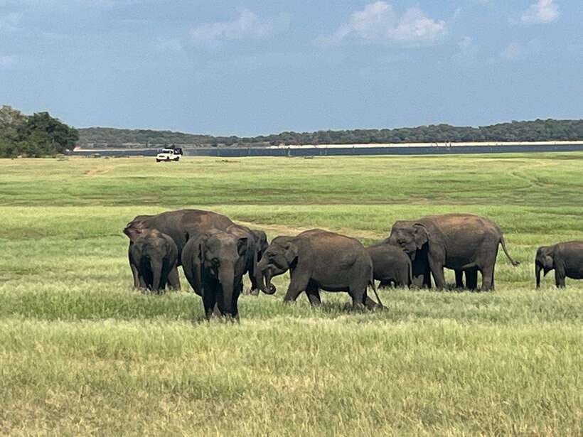Kaudulla National Park: Private Safari - Three hours among elephants, deer, and birds