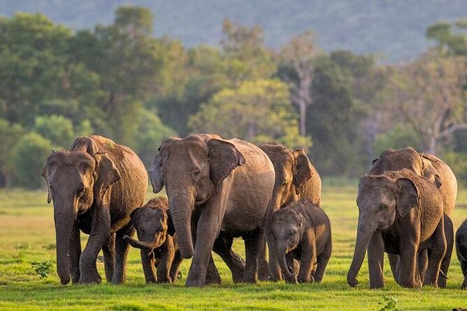 Kaudulla National Park Safari | Jeep with Tickets - Key things to know before booking