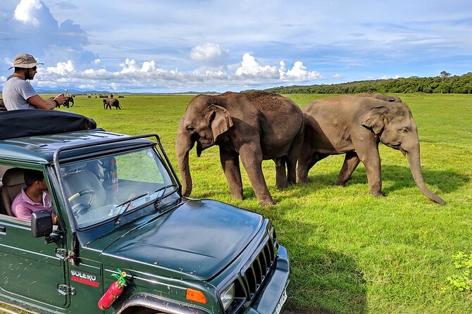 Kaudulla National Park Safari | Jeep with Tickets - Why Kaudulla works for an elephant safari