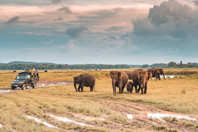 Kaudulla National Park Safari | Jeep with Tickets - Reading the park with a local driver and tracker