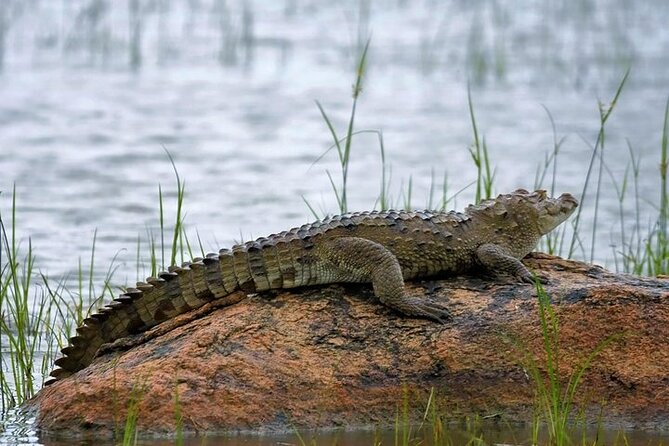 Kaudulla National Park Safari | Jeep with Tickets - The jeep ride, comfort, and photography