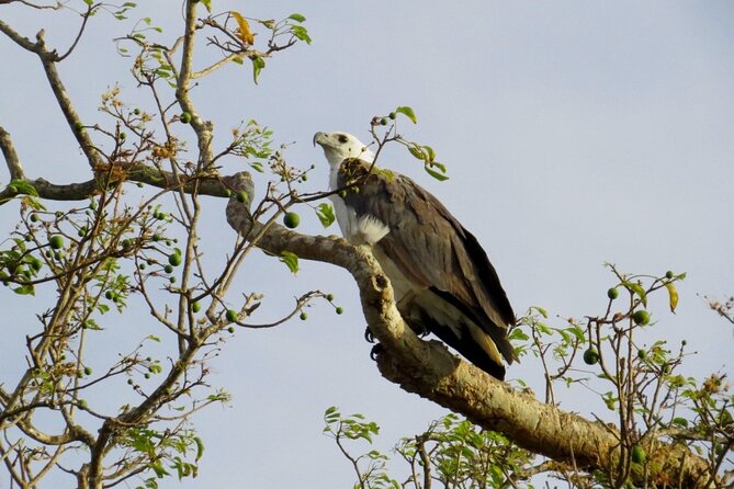 Kaudulla National Park Safari | Jeep with Tickets - Who will enjoy this safari most?