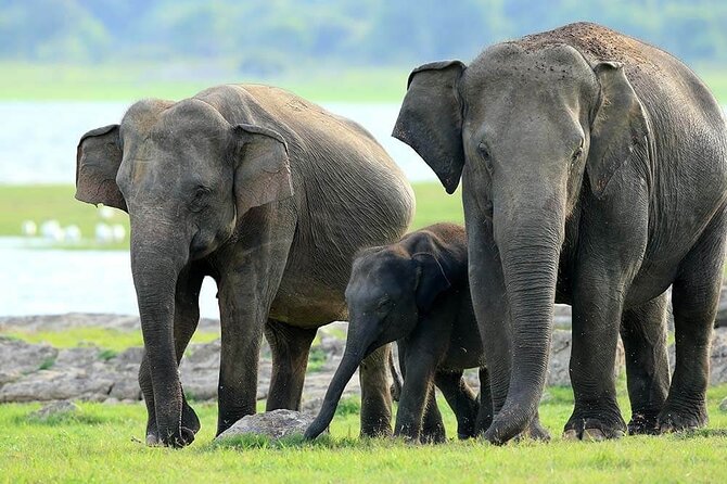 Kaudulla National Park Safari | Jeep with Tickets - The 2:30 pm start and what the afternoon gives you