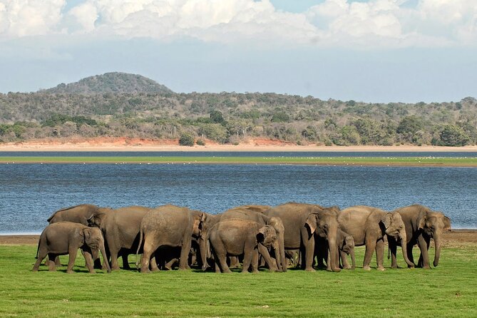 Kaudulla National Park Safari [private , full package] - Key points to know before booking