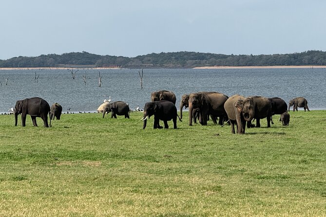 Kaudulla National Park Safari [private , full package] - Why Kaudulla is about more than a quick elephant sighting