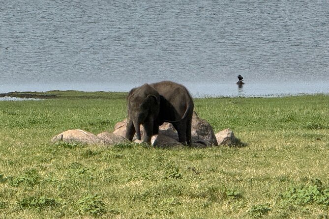 Kaudulla National Park Safari [private , full package] - The four-hour route inside Kaudulla National Park