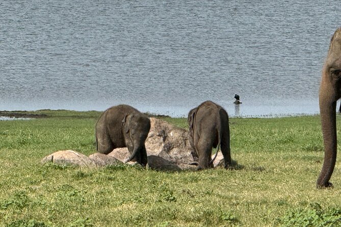 Kaudulla National Park Safari [private , full package] - The elephant encounters you are most likely hoping for