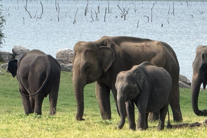 Kaudulla National Park Safari [private , full package] - Other animals and birdwatching