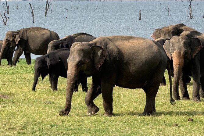 Kaudulla National Park Safari [private , full package] - What the $110 price includes