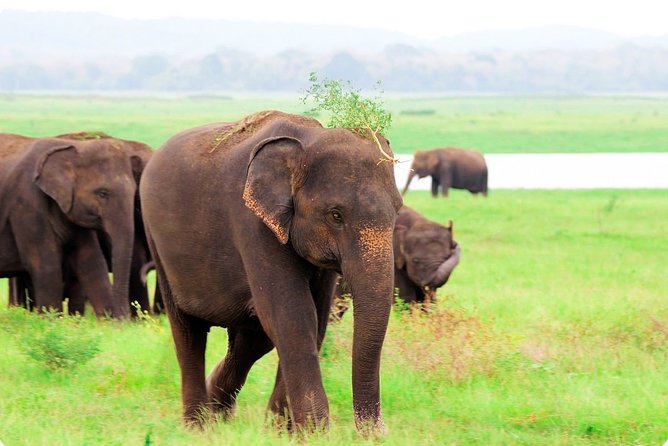 Kaudulla National Park Shared Safari - Why Kaudulla works for a short safari