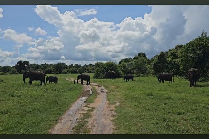 Kaudulla Safari Adventure - Why Kaudulla is famous for elephants