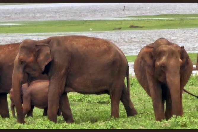 Kaudulla Safari Adventure - What the $22 price really covers