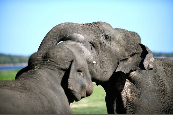 Kaudulla Safari Adventure - Who will enjoy this safari most
