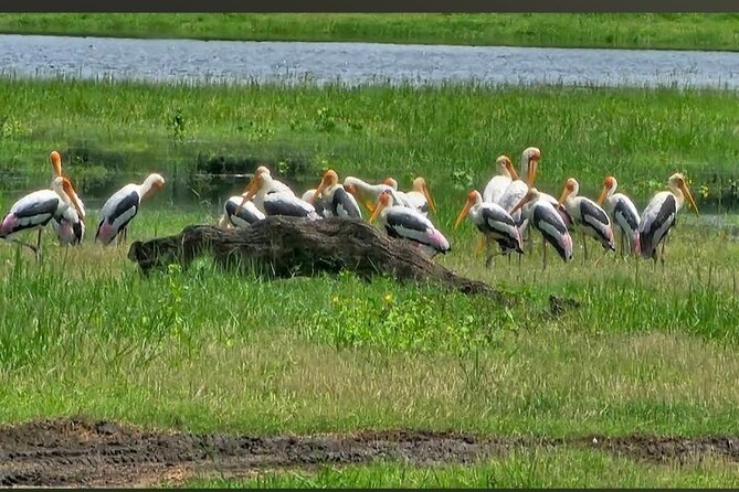 Kaudulla Safari Adventure - Practical advice for getting more from the outing