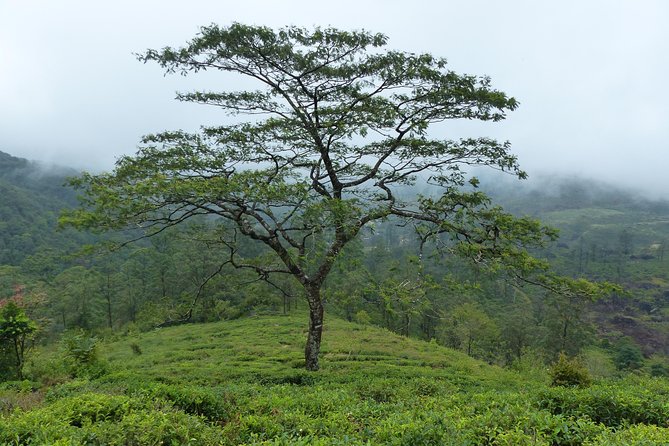 Knuckles Leopard trail Trek from Kandy - The downhill return and what it demands