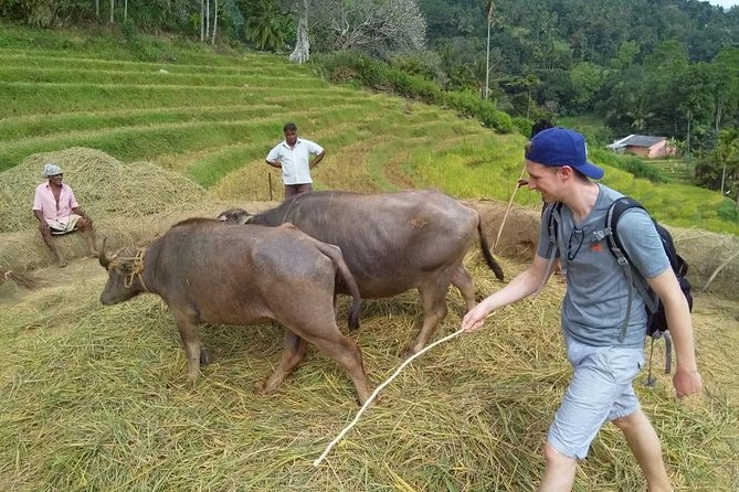 Knuckles Spice Trail Trek from Kandy - Tea plantations, pine, and eucalyptus forest