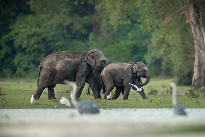 Kumana National Park Half Day Jeep Safari - Kumana National Park from Arugam Bay