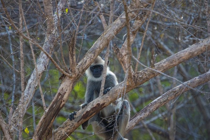 Kumana National Park Half Day Jeep Safari - Is $94 a Fair Price?