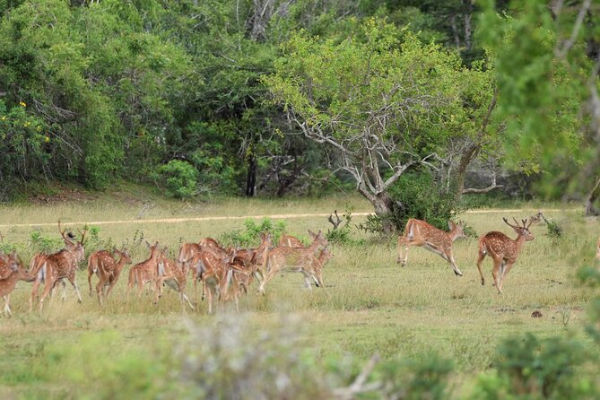 Kumana National Park Half Day Jeep Safari - Booking and Cancellation Details