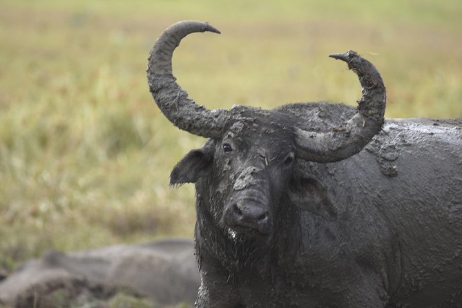 Kumana National Park Half Day Jeep Safari - The 200-Hectare Bird-Watching Area