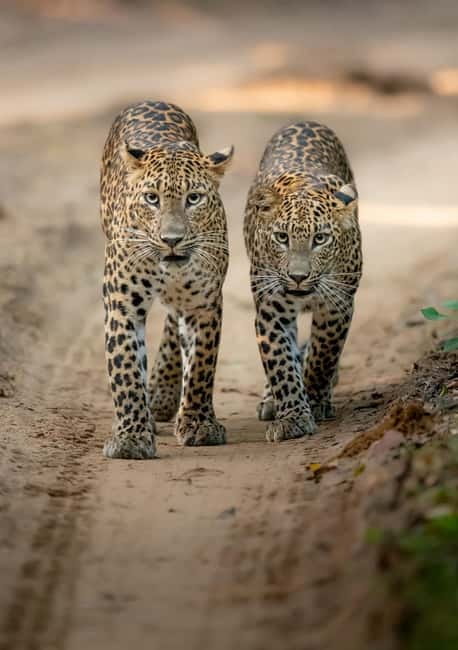 Kumana National Park Leopard Safari PRIVATE Tour - What the guide adds to the drive